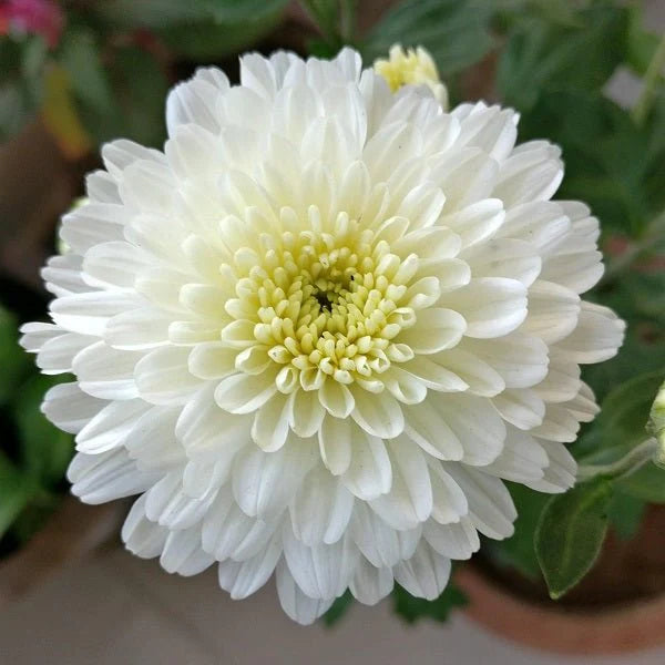 Seedling 5 Pack- Chrysanthemum- Frosty White